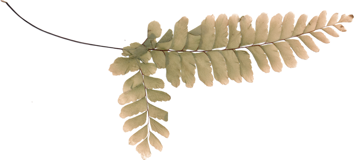 Fern Leaf, Pressed Flower Design Element
